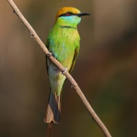 Gruccione verde piccolo